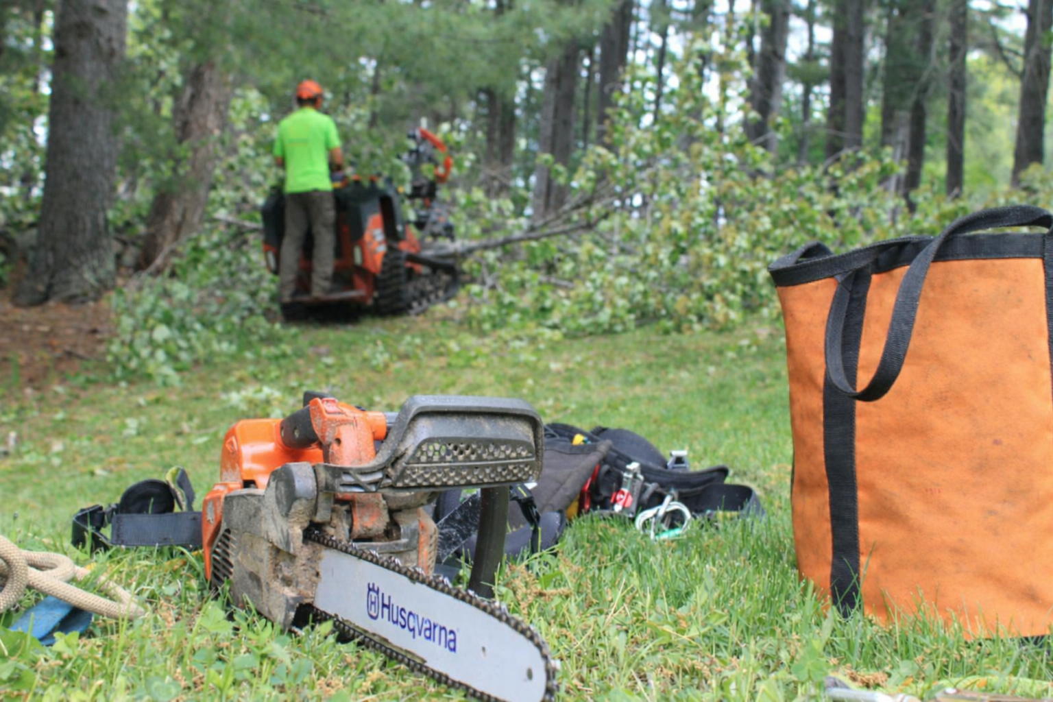 Professional Tree Pruning